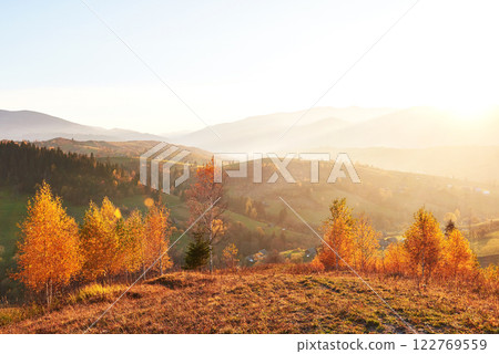 birch forest in sunny afternoon while autumn season. Autumn Landscape. Ukraine. 122769559