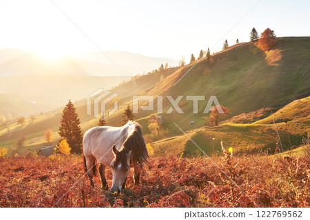 White Arabian horse graze on on the mountain slope at sundown in orange sunny beams. Carpathians, Ukraine, Europe 122769562