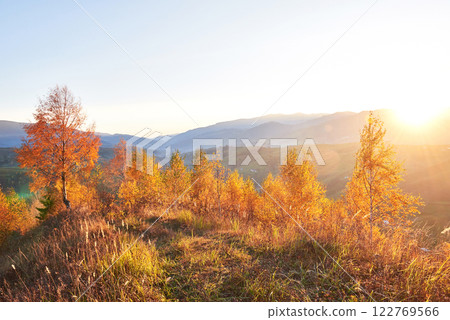 birch forest in sunny afternoon while autumn season. Autumn Landscape. Ukraine. 122769566