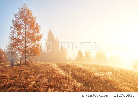 Shiny tree on a hill slope with sunny beams at mountain valley covered with fog. Gorgeous morning scene. Red and yellow autumn leaves. Carpathians, Ukraine, Europe. Discover the world of beauty 122769633