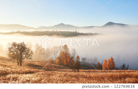 Majestic landscape with autumn trees in misty forest. Carpathian, Ukraine, Europe. Beauty world 122769638