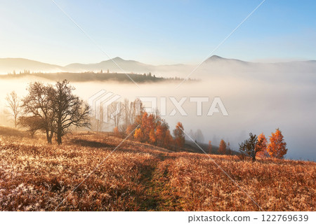 Majestic landscape with autumn trees in misty forest. Carpathian, Ukraine, Europe. Beauty world 122769639