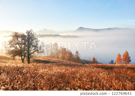 Shiny tree on a hill slope with sunny beams at mountain valley covered with fog. Gorgeous morning scene. Red and yellow autumn leaves. Carpathians, Ukraine, Europe. Discover the world of beauty 122769641