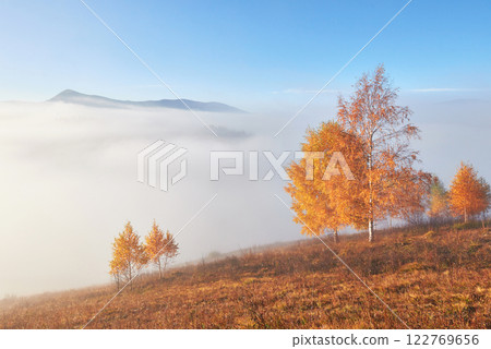 Shiny tree on a hill slope with sunny beams at mountain valley covered with fog. Gorgeous morning scene. Red and yellow autumn leaves. Carpathians, Ukraine, Europe. Discover the world of beauty 122769656