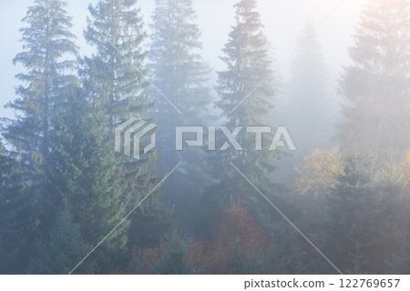 Misty beech forest on the mountain slope in a nature reserve 122769657