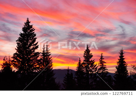 Majestic sky, pink cloud against the silhouettes of pine trees in the twilight time. Carpathians, Ukraine, Europe. Discover the world of beauty 122769711