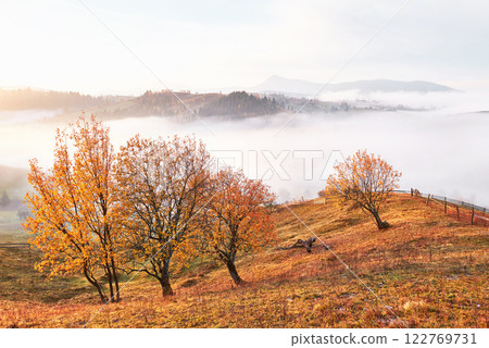 Shiny tree on a hill slope with sunny beams at mountain valley covered with fog. Gorgeous morning scene. Red and yellow autumn leaves. Carpathians, Ukraine, Europe. Discover the world of beauty Shiny tree on a hill slope with sunny beams at mountain valley covered with fog. Gorgeous morning scene. Red and yellow autumn leaves. Carpathians, Ukraine, Europe. Discover the world of beauty 122769731