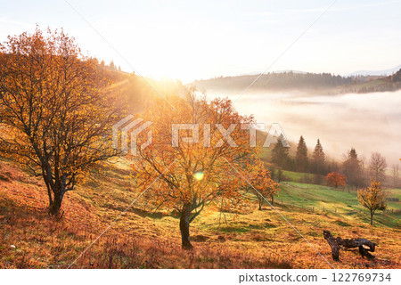 Shiny tree on a hill slope with sunny beams at mountain valley covered with fog. Gorgeous morning scene. Red and yellow autumn leaves. Carpathians, Ukraine, Europe. Discover the world of beauty Shiny tree on a hill slope with sunny beams at mountain valley covered with fog. Gorgeous morning scene. Red and yellow autumn leaves. Carpathians, Ukraine, Europe. Discover the world of beauty 122769734