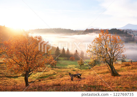 Shiny tree on a hill slope with sunny beams at mountain valley covered with fog. Gorgeous morning scene. Red and yellow autumn leaves. Carpathians, Ukraine, Europe. Discover the world of beauty Shiny tree on a hill slope with sunny beams at mountain valley covered with fog. Gorgeous morning scene. Red and yellow autumn leaves. Carpathians, Ukraine, Europe. Discover the world of beauty 122769735
