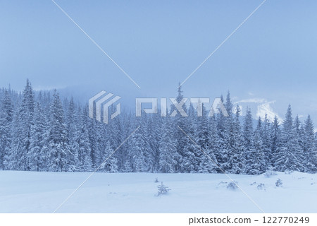 Frozen winter forest in the fog. Pine tree in nature covered with fresh snow Carpathian, Ukraine 122770249