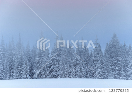 Frozen winter forest in the fog. Pine tree in nature covered with fresh snow Carpathian, Ukraine 122770255