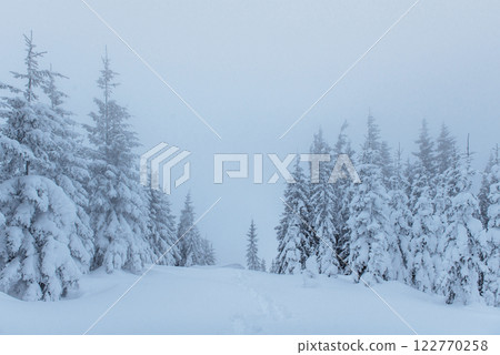 Frozen winter forest in the fog. Pine tree in nature covered with fresh snow Carpathian, Ukraine 122770258