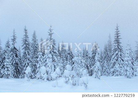 Frozen winter forest in the fog. Pine tree in nature covered with fresh snow Carpathian, Ukraine 122770259