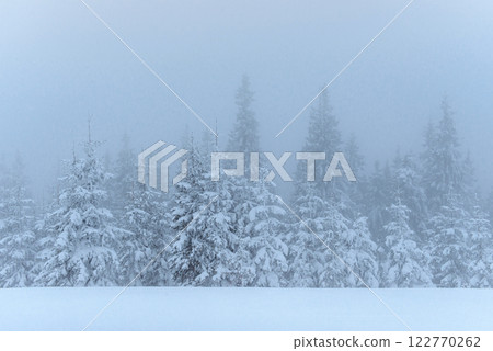 Frozen winter forest in the fog. Pine tree in nature covered with fresh snow Carpathian, Ukraine 122770262