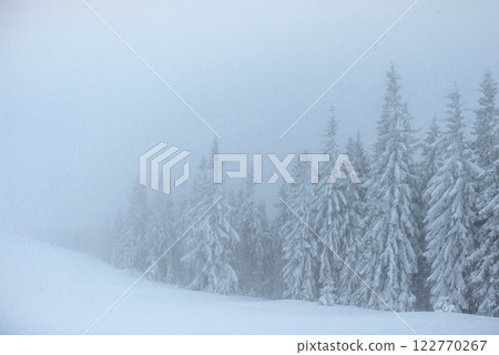 Frozen winter forest in the fog. Pine tree in nature covered with fresh snow Carpathian, Ukraine 122770267