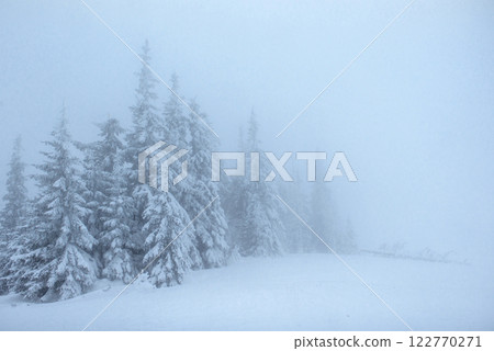 Frozen winter forest in the fog. Pine tree in nature covered with fresh snow Carpathian, Ukraine 122770271