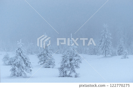 Frozen winter forest in the fog. Pine tree in nature covered with fresh snow Carpathian, Ukraine Frozen winter forest in the fog. Pine tree in nature covered with fresh snow Carpathian, Ukraine 122770275