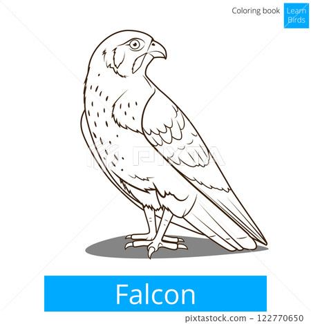 Falcon bird learn birds coloring book vector 122770650