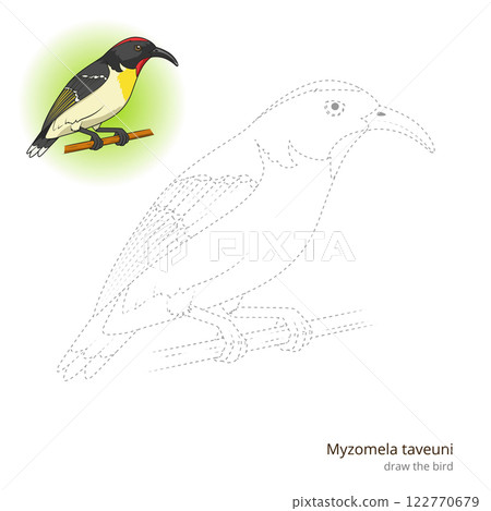 Myzomela taveuni bird learn to draw vector 122770679