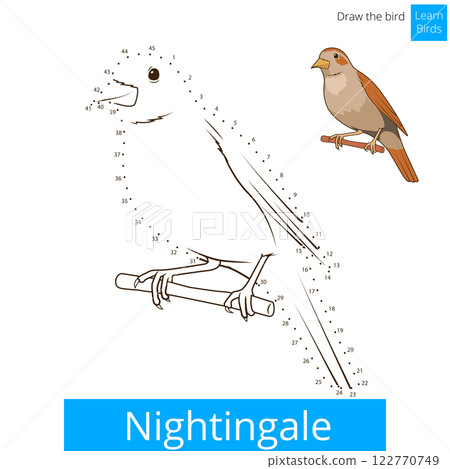 Nightingale bird learn to draw vector 122770749