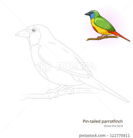 Pin tailed parrotfinch bird learn to draw vector 122770811
