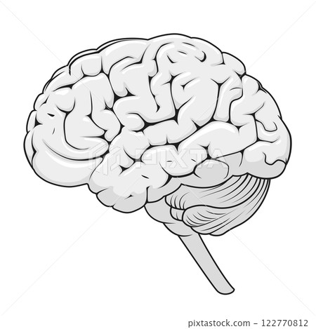 Structure of human brain schematic vector 122770812