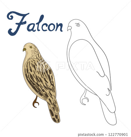 Educational game coloring book falcon bird Educational game coloring book falcon bird 122770901
