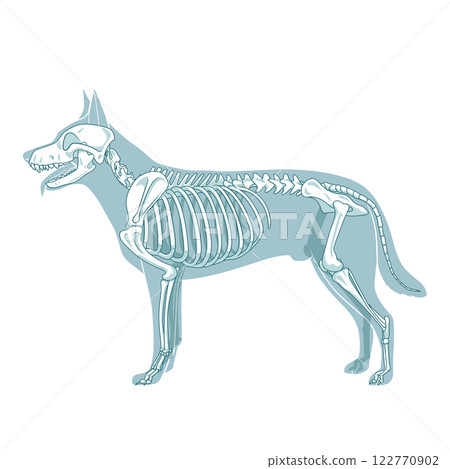 Dog skeleton veterinary vector illustration Dog skeleton veterinary vector illustration 122770902