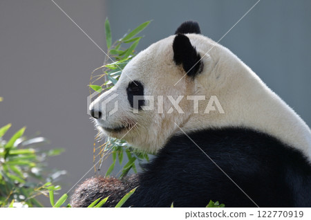 Ayahama eating bamboo deliciously Ayahama eating bamboo deliciously 122770919