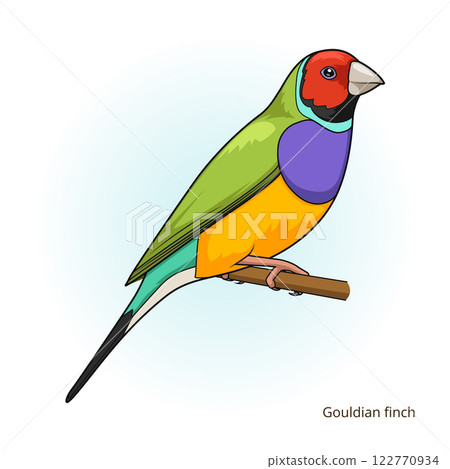 Gouldian finch bird educational game vector 122770934
