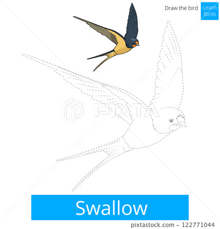 Swallow bird learn to draw vector Swallow bird learn to draw vector 122771044