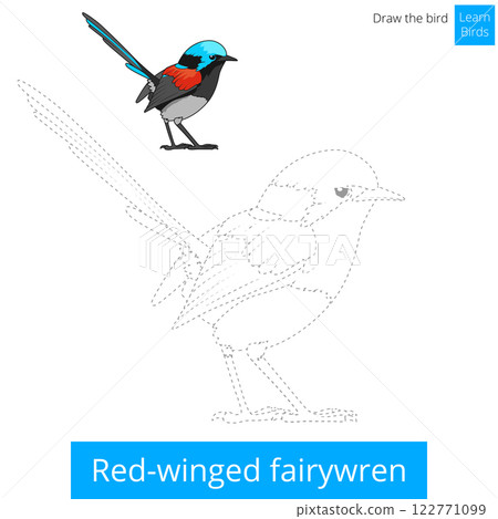 Red winged fairywren bird learn to draw vector Red winged fairywren bird learn to draw vector 122771099