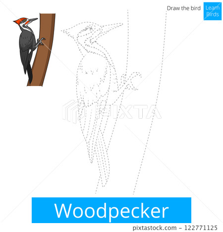Woodpecker bird learn to draw vector 122771125