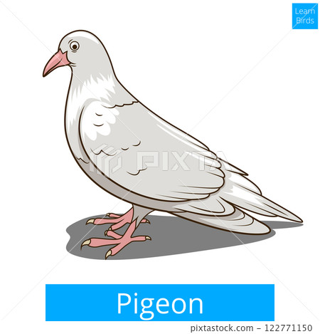 Pigeon learn birds educational game vector 122771150