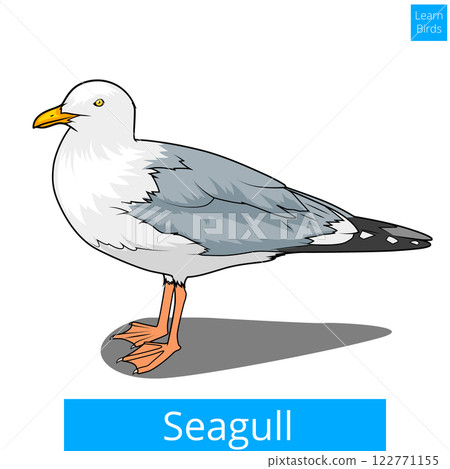 Seagull learn birds educational game vector 122771155