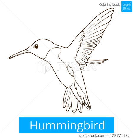 Hummingbird learn birds coloring book vector 122771172