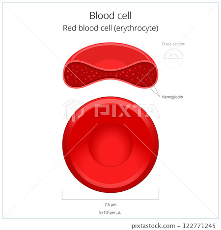 Red blood cell erythrocyte vector illustration 122771245