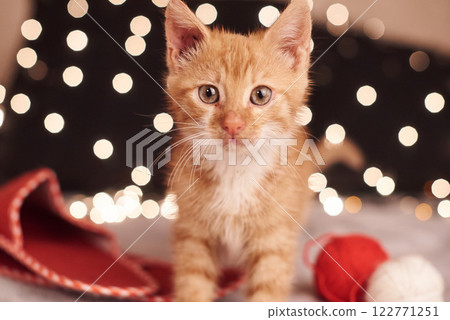 Christmas picture with a cute ginger cat of colorful lights on the background 122771251