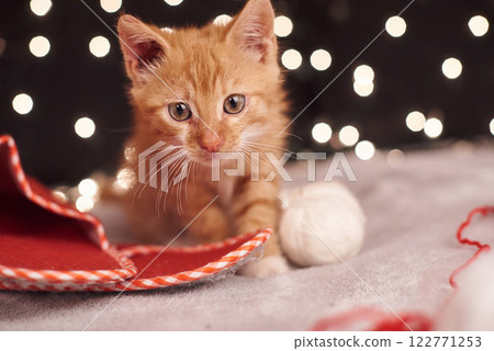 Christmas picture with a cute ginger cat of colorful lights on the background 122771253