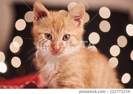 Christmas picture with a cute ginger cat of colorful lights on the background Christmas picture with a cute ginger cat of colorful lights on the background 122771254