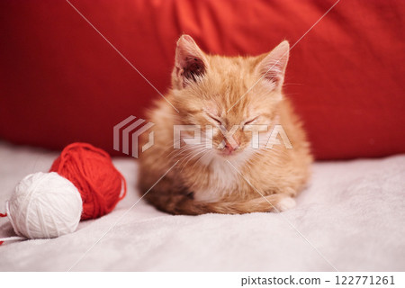 Christmas picture with a cute ginger cat on the red background Christmas picture with a cute ginger cat on the red background 122771261
