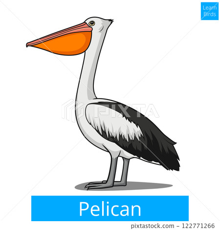 Pelican bird learn birds educational game vector Pelican bird learn birds educational game vector 122771266
