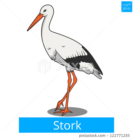 Stork learn birds educational game vector 122771285