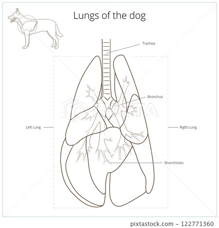 Lungs of the dog vector illustration 122771360