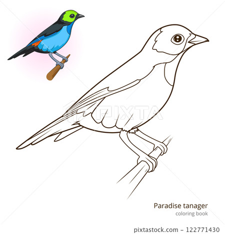 Paradise tanager color book vector 122771430