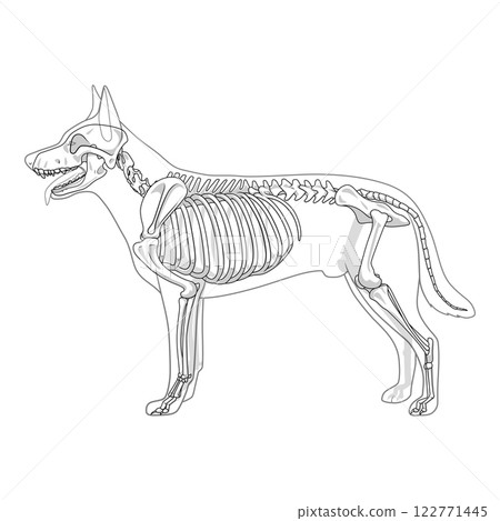 Dog skeleton veterinary vector illustration Dog skeleton veterinary vector illustration 122771445