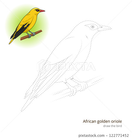 African Golden Oriole bird learn to draw vector 122771452