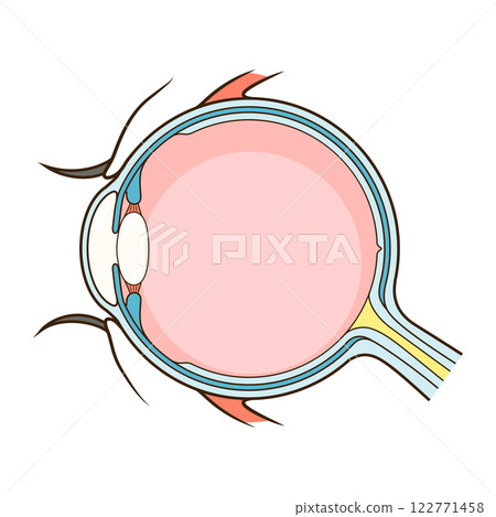 Human eye structure scheme vector 122771458