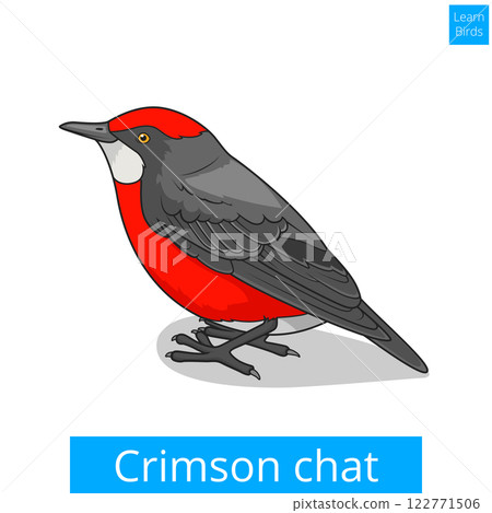 Crimson chat bird educational game vector Crimson chat bird educational game vector 122771506
