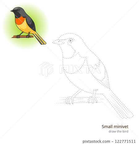 Small minivet bird learn to draw vector Small minivet bird learn to draw vector 122771511